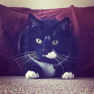 Crouching black cat with white chin and paws